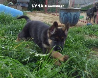 LYNA