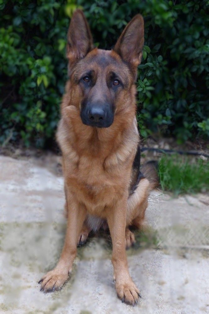 Nala De La Guenesterie